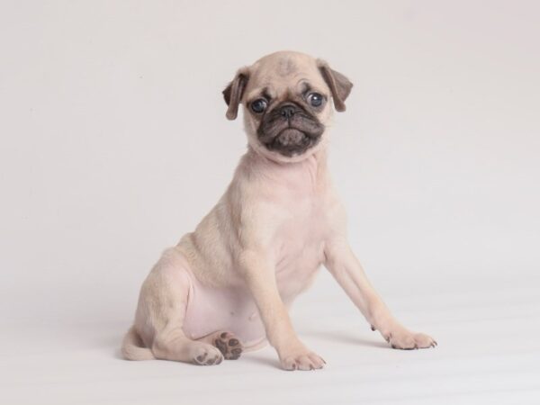 Pug Dog Female Fawn 20027 Petland Topeka, Kansas