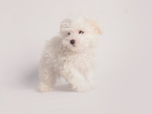 Maltese-Dog-Male-White-20025-Petland Topeka, Kansas