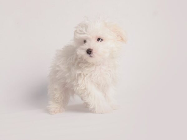 Maltese Dog Male White 20025 Petland Topeka, Kansas