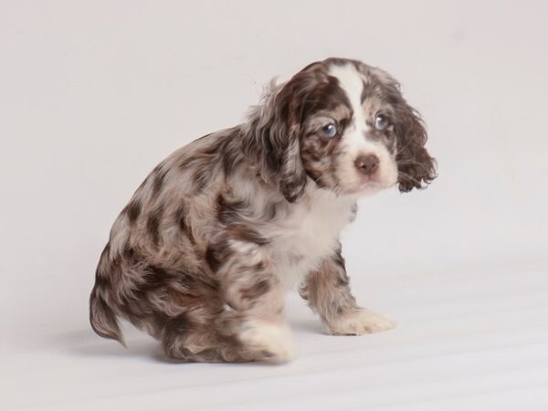 Cocker Spaniel Dog Male Brown 20023 Petland Topeka, Kansas