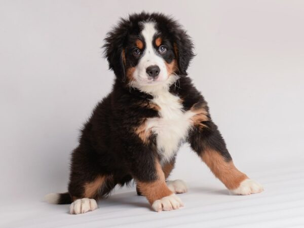 Bernese Mountain Dog Dog Female Black White / Tan 20022 Petland Topeka, Kansas