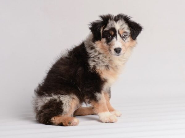 Australian Shepherd Dog Female Blue Merle 20021 Petland Topeka, Kansas