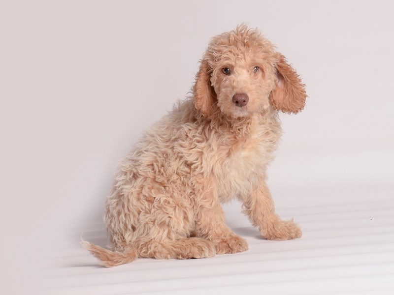 [#20047] Cream Male Goldendoodle 2nd Gen Puppies For Sale #2