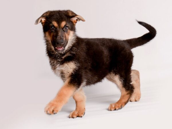 German Shepherd Dog Dog Female Black / Tan 20046 Petland Topeka, Kansas