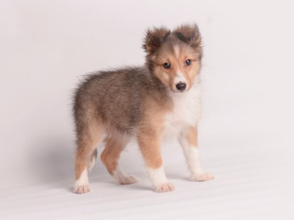 Shetland Sheepdog Dog Female Sable / White 20043 Petland Topeka, Kansas