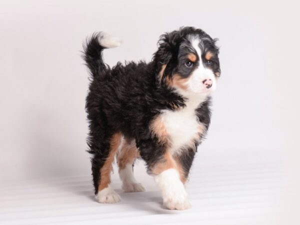[#20042] Black White / Tan Male Bernedoodle Mini Puppies For Sale