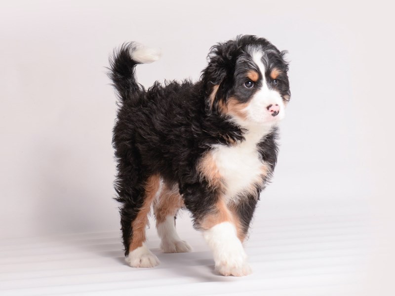 [#20042] Black White / Tan Male Bernedoodle Mini Puppies For Sale #2