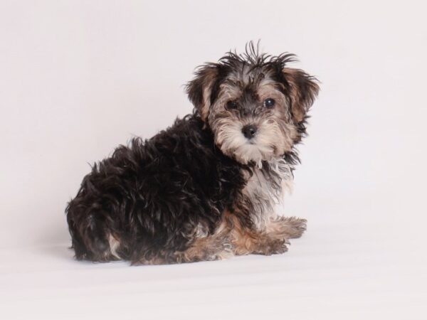 Yorkiepoo Dog Female Black / Tan 20041 Petland Topeka, Kansas