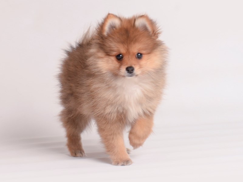 Pomeranian-Dog-Female-Red Sable-3977880-Petland Topeka, Kansas