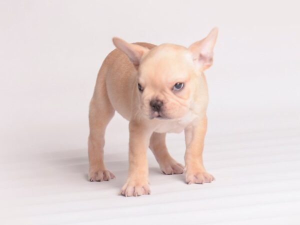 [#20036] Cream Male French Bulldog Puppies For Sale