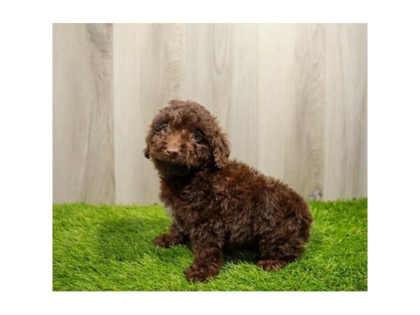 [#20051] Brown Female Poodle Puppies For Sale