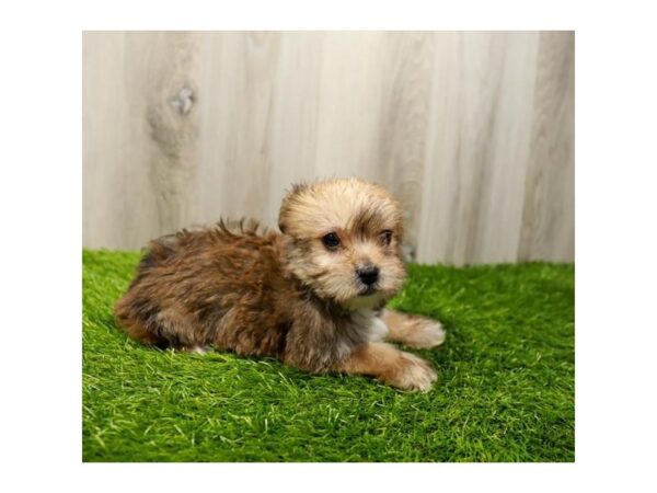 [#20054] Golden Female Morkie Puppies For Sale