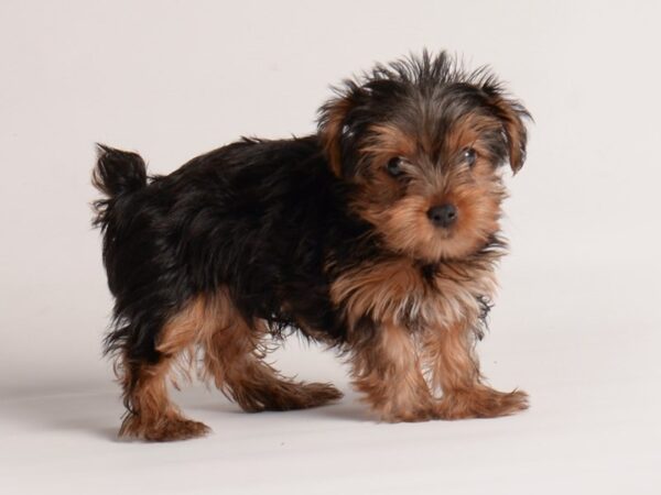 Yorkshire Terrier Dog Male Black and Tan 19966 Petland Topeka, Kansas