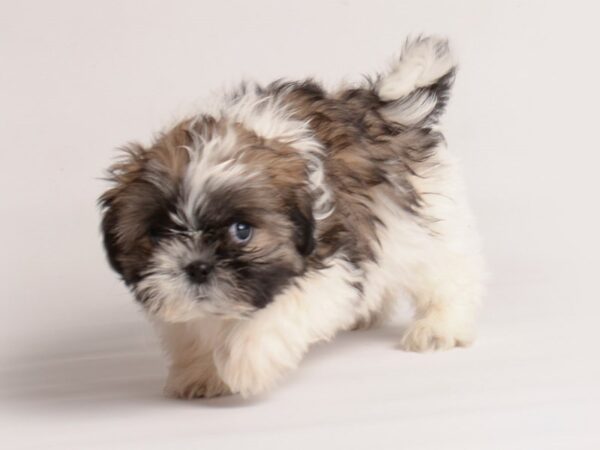 Shih Tzu Dog Male Brindle / White 19962 Petland Topeka, Kansas