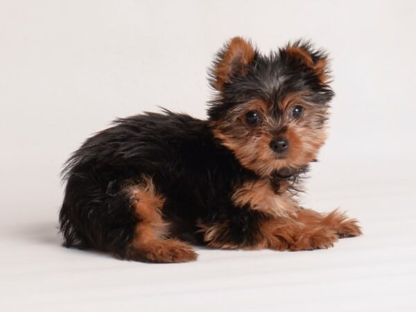 Yorkshire Terrier Dog Male Black / Tan 19958 Petland Topeka, Kansas