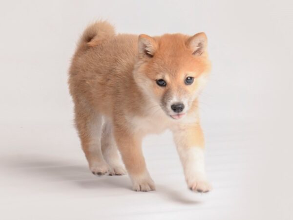 Shiba Inu Dog Female Red 19957 Petland Topeka, Kansas