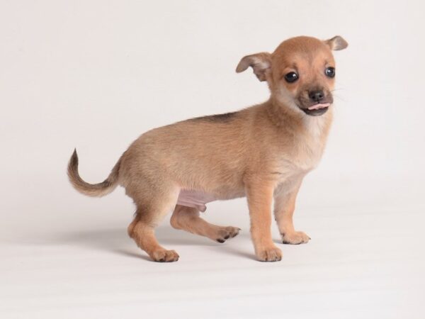 Chihuahua Dog Male Fawn 19955 Petland Topeka, Kansas