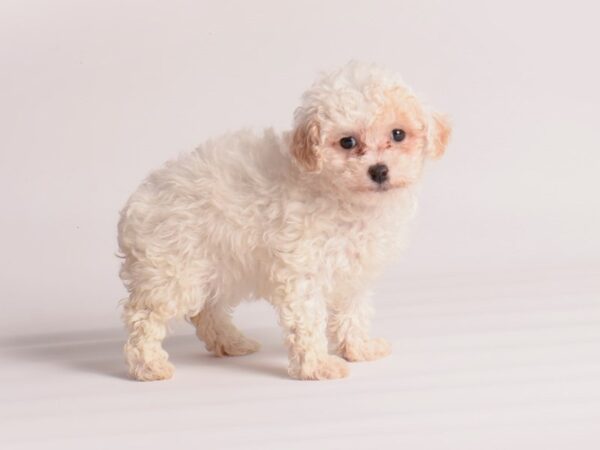 Toy Poodle Dog Female White and Buff 19983 Petland Topeka, Kansas