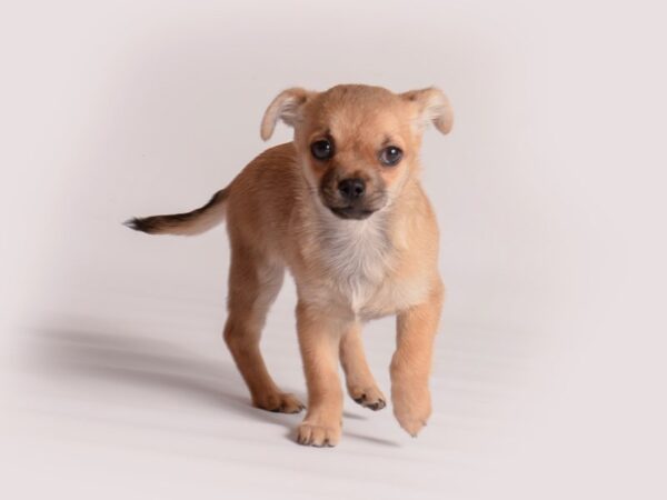 Chihuahua Dog Female Fawn 19981 Petland Topeka, Kansas