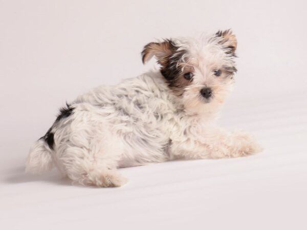 Yorkshire Terrier Dog Female Blk & Tn, Prti 19977 Petland Topeka, Kansas