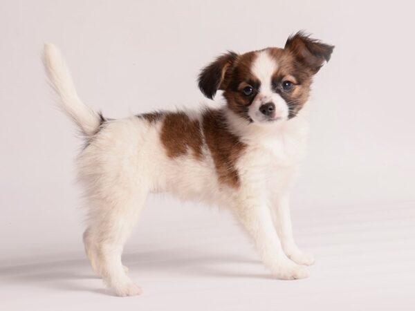 Papillon Dog Female Red / White 19975 Petland Topeka, Kansas