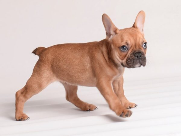 French Bulldog-Dog-Female-Red-19991-Petland Topeka, Kansas