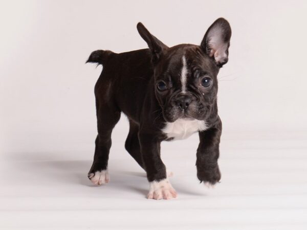 French Bulldog Dog Female Black and White 19990 Petland Topeka, Kansas