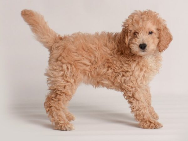 F1B Mini Goldendoodle Dog Female Cream 20013 Petland Topeka, Kansas