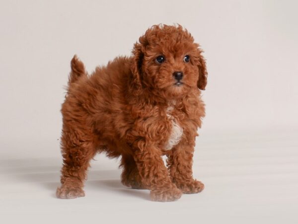 Goldendoodle Mini 2nd Gen Dog Female Red 20011 Petland Topeka, Kansas