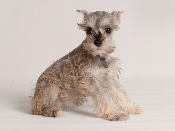 Miniature Schnauzer-Dog-Female-Salt / Pepper-20006-Petland Topeka, Kansas
