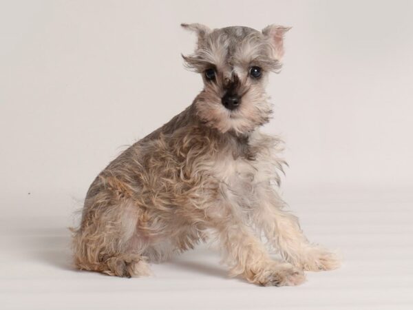 Miniature Schnauzer Dog Female Salt / Pepper 20006 Petland Topeka, Kansas