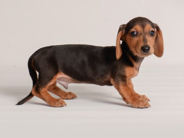 Dachshund Dog Male Black / Tan 20005 Petland Topeka, Kansas