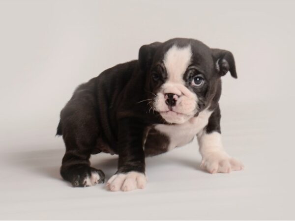 English Bulldog Dog Female Black and White 20017 Petland Topeka, Kansas