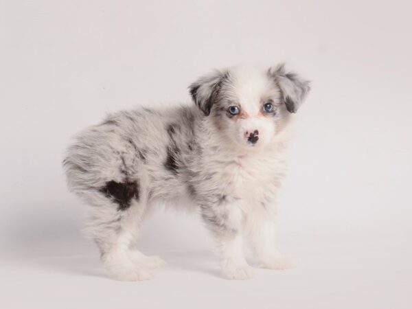 Australian Shepherd Dog Male Blue Merle 20029 Petland Topeka, Kansas