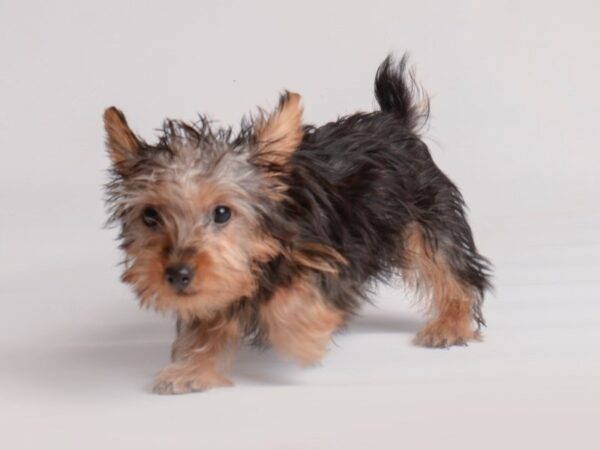 Silky Terrier Dog Female Black / Tan 19976 Petland Topeka, Kansas