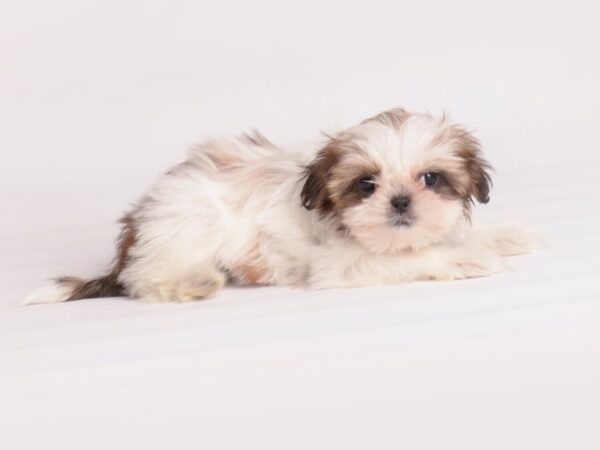 Shih Tzu-Dog-Female-Gold / White-20040-Petland Topeka, Kansas