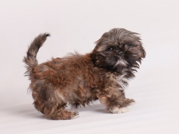 Shih Tzu Dog Female Grizzle 20039 Petland Topeka, Kansas