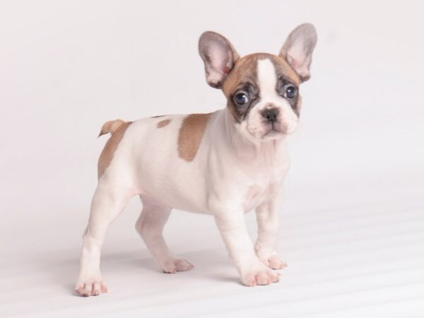 French Bulldog Dog Female Fawn 20037 Petland Topeka, Kansas