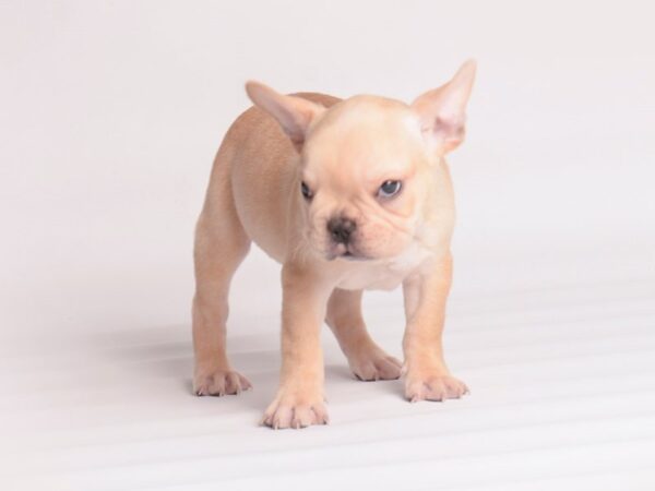 French Bulldog Dog Male Cream 20036 Petland Topeka, Kansas