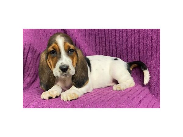 [#20058] Tri-Colored Female Basset Hound Puppies For Sale