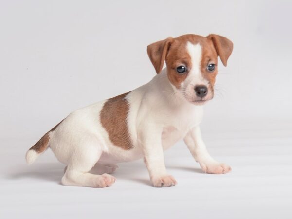 [#20059] Red and White Female Jack Russell Terrier Puppies For Sale