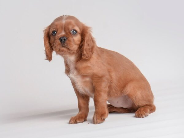 Cavalier King Charles Spaniel Dog Female Ruby 20056 Petland Topeka, Kansas