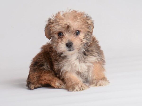 Morkie Dog Female Golden 20054 Petland Topeka, Kansas