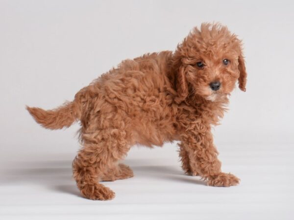 Cavapoo-Dog-Female-Red-20053-Petland Topeka, Kansas