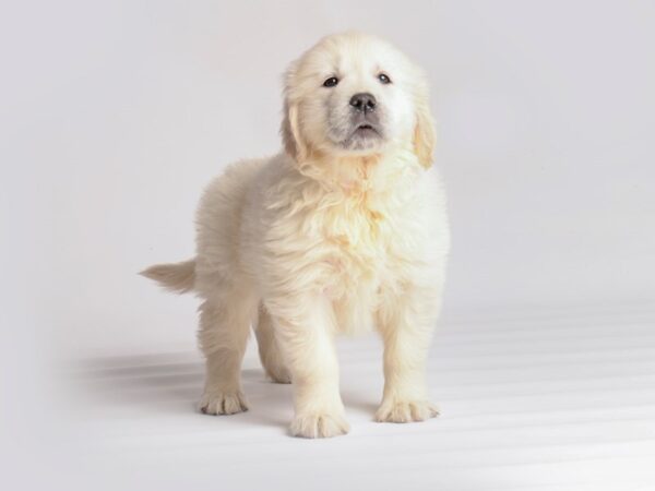 [#20052] Golden Female Golden Retriever Puppies For Sale