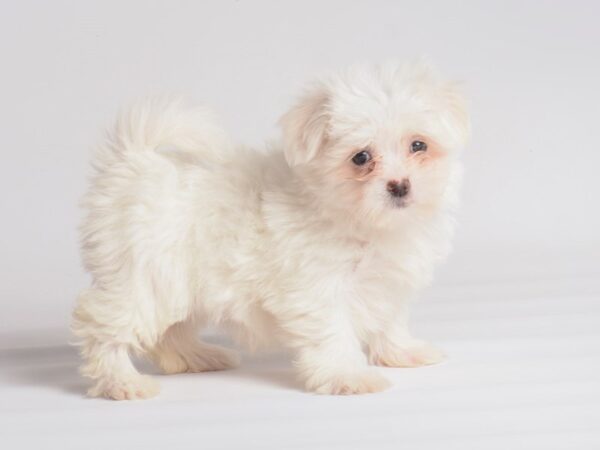 Maltese Dog Female White 20057 Petland Topeka, Kansas