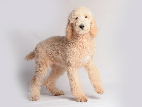 Standard Poodle Dog Female Cream 19937 Petland Topeka, Kansas