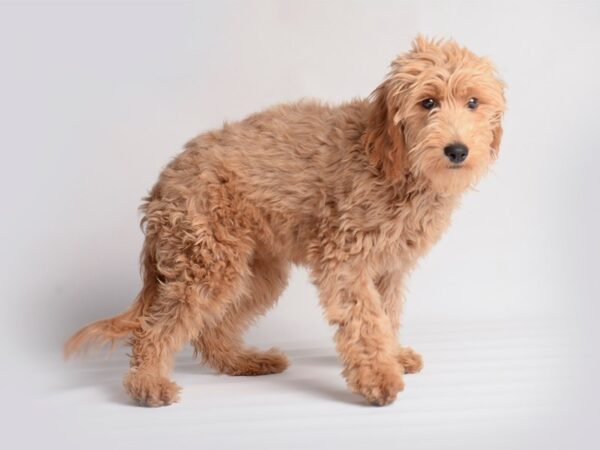 Goldendoodle Mini Dog Female Apricot 19885 Petland Topeka, Kansas