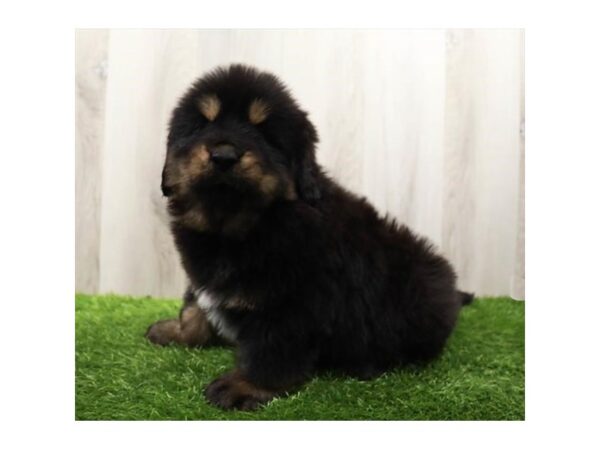 Tibetan Mastiff Dog Male Black / Tan 20063 Petland Topeka, Kansas