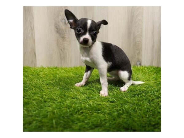 Chihuahua Dog Female Black / White 20061 Petland Topeka, Kansas